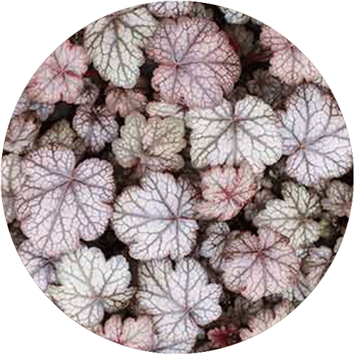 Overhead view of purple foliage of Coral Bells.